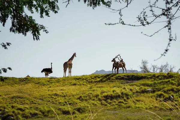 Closeup Emu Giraffes Green Hill — Stock Photo, Image