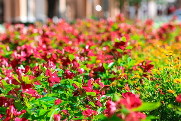 Selektivní Zaostření Záběru Keře Weigela Zahradě — Stock fotografie