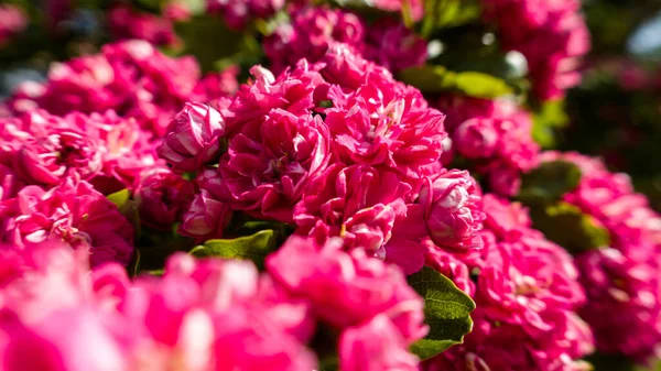 Селективный Снимок Розовых Цветов Боярышника — стоковое фото