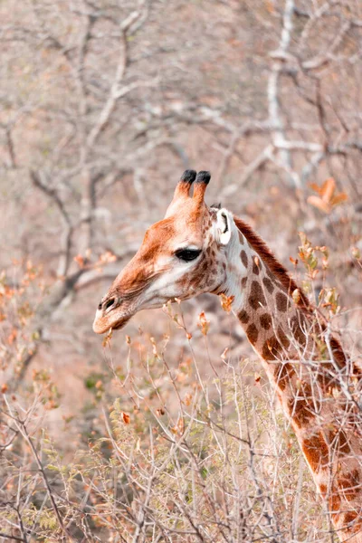 Een Verticaal Schot Van Een Giraffe Natuur — Stockfoto
