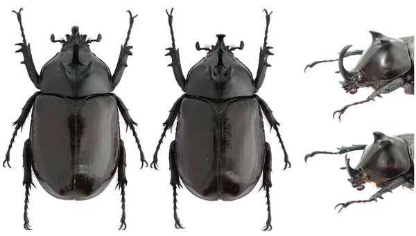 マクロレンズで撮影された白地に単離されたサイの甲虫標本の昆虫コレクション — ストック写真