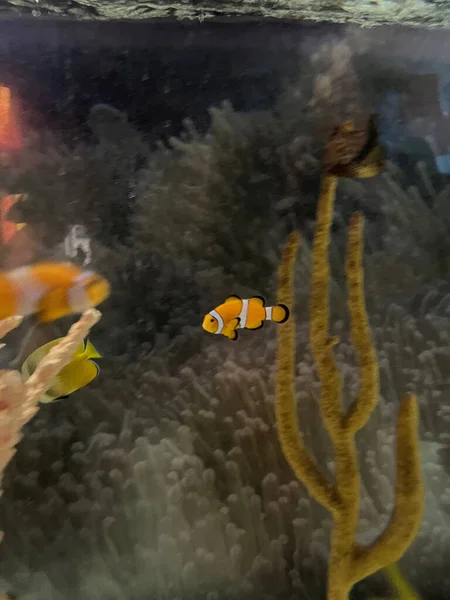 A small clownfish swims in an aquatic setting with some aquatic plant life visible