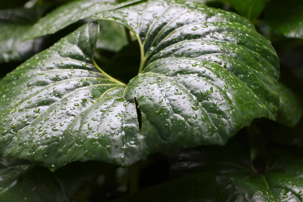 湿った緑の葉の質感の閉鎖 — ストック写真