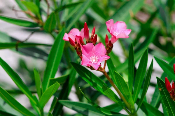 Eine Nahaufnahme Blühender Nerium Blumen — Stockfoto