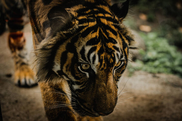 A closeup of a Sumatran tiger walking in green grass in a Ueno zoo