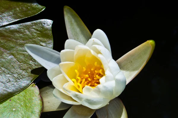 Egy Közeli Kép Egy Fehér Vízililiom Virág Nymphaea Alba Homályos — Stock Fotó