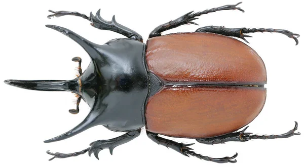 マクロレンズで撮影された白地に単離されたサイの甲虫標本の昆虫コレクション — ストック写真