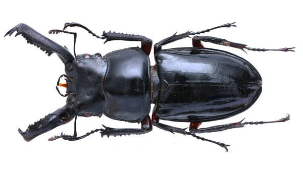 Colección Insectos Espécimen Escarabajo Ciervo Aislado Sobre Fondo Blanco Fotografiado —  Fotos de Stock