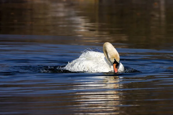 水中の優雅なミュートスワン シグナス色 — ストック写真
