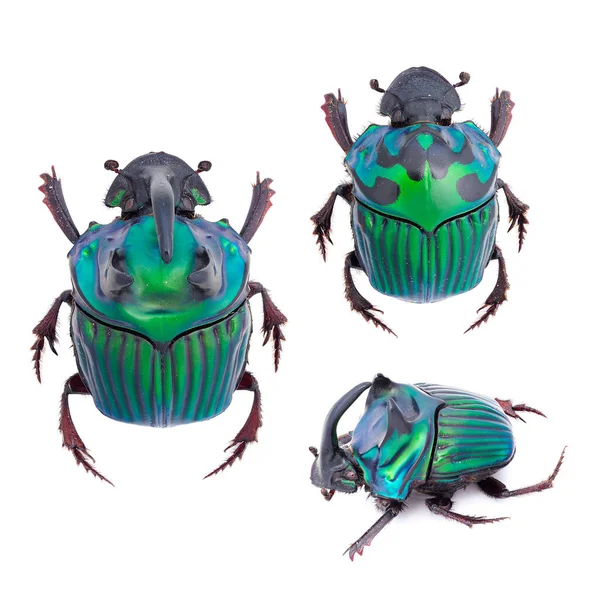 Insectenverzameling Mestkevers Scarabaeinae Exemplaar Geïsoleerd Witte Achtergrond Gefotografeerd Door Macro — Stockfoto