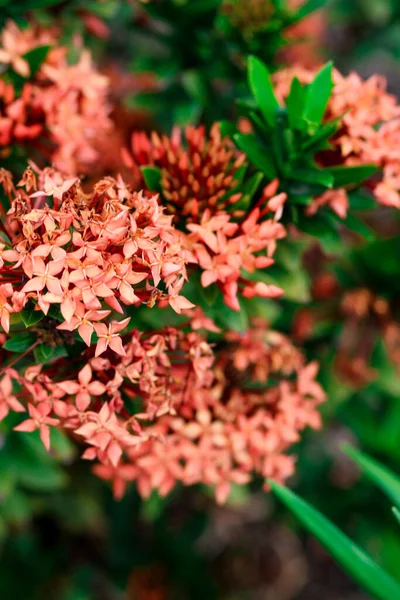 Primer Plano Vertical Ixora Coccinea Geranio Selvático Llama Del Bosque —  Fotos de Stock