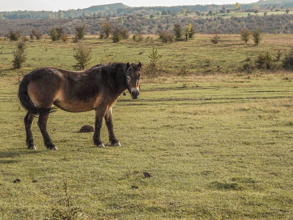 一匹棕色的马在田里吃草 — 图库照片