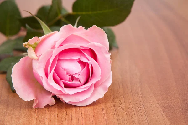 Closeup Pink Rose Green Leaves Floor — Stock Photo, Image