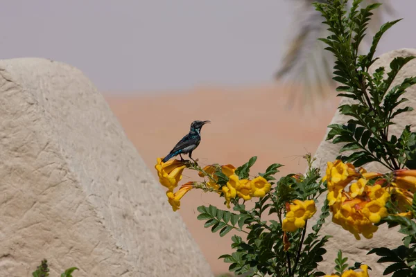 Little Bird Shot Whilst Sitting Yellow Flower Profile Look Desert — Stock Photo, Image