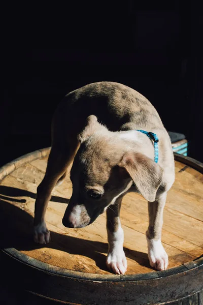 Lindo Perro Whippet Cachorro Pie Barril Whisky Bajo Luz Del — Foto de Stock