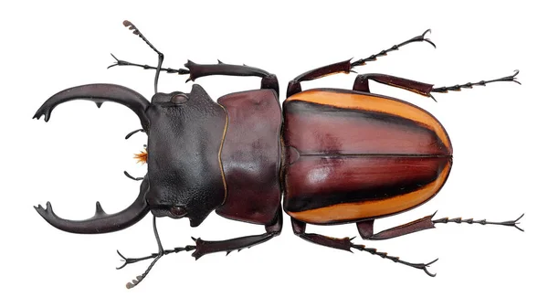 Colección Insectos Espécimen Escarabajo Ciervo Aislado Sobre Fondo Blanco Fotografiado — Foto de Stock