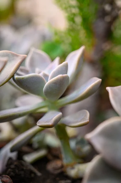 鉢の中で育つ幽霊植物の垂直閉鎖 — ストック写真