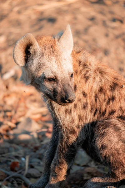 Detailní Záběr Skvrnité Hyeny Jižní Africe — Stock fotografie
