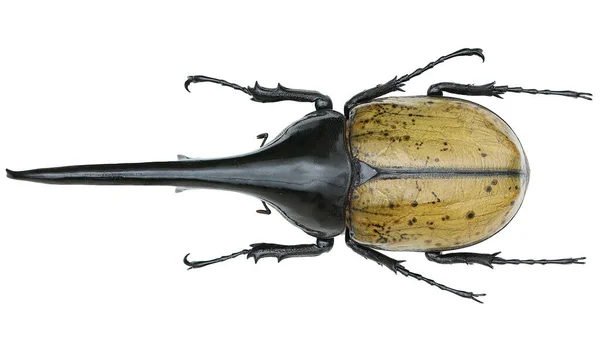 用宏透镜从白色背景中分离出的犀牛甲虫昆虫标本昆虫标本 — 图库照片