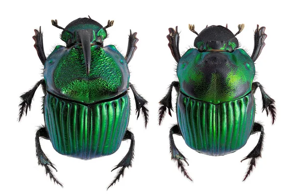 Insektsamling Dyngbaggar Scarabaeinae Prov Isolerad Vit Bakgrund Fotoed Makro Lins — Stockfoto