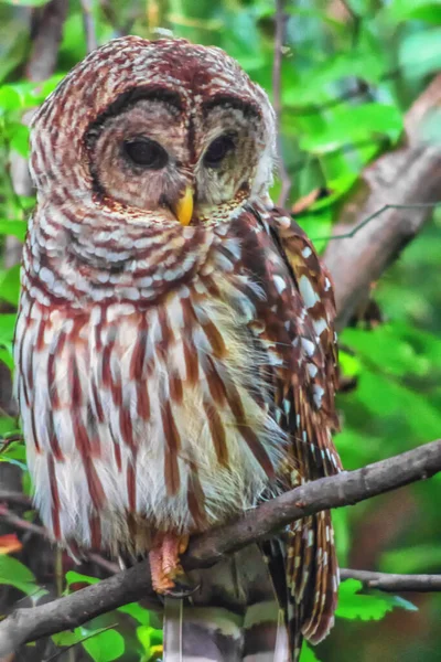 枝に垂直方向のフクロウのショット — ストック写真