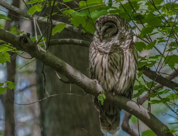 ぼんやりとした背景に木の枝に座っているフクロウ — ストック写真