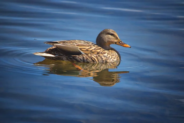 一只野鸭漂浮在水面上的特写镜头 — 图库照片