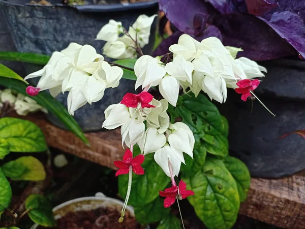 Gros Plan Fleurs Clerodendrum Pot Dans Jardin — Photo