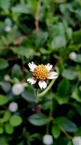 Tiro Vertical Uma Flor Margarida Tridax Jardim Contra Fundo Embaçado — Fotografia de Stock