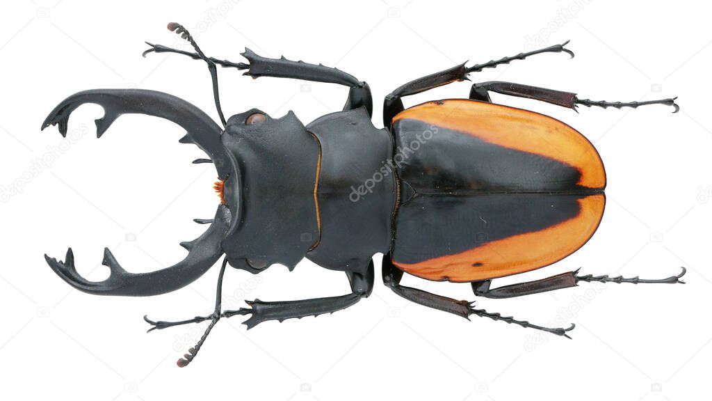 Insect collection of a stag beetle specimen isolated on white background photoed by macro lens