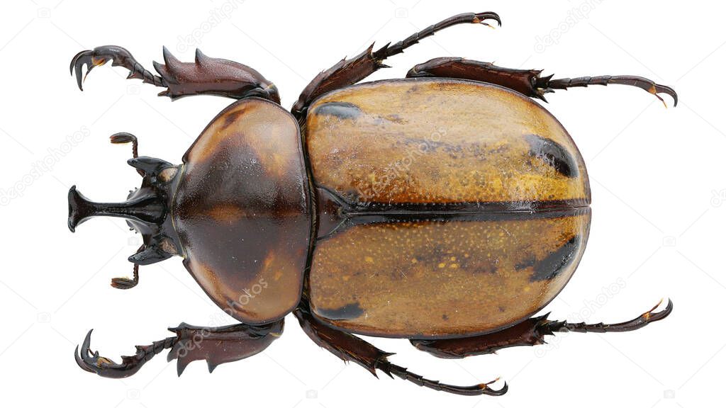 Insect collection of rhinoceros beetles specimen isolated on white background photoed by macro lens