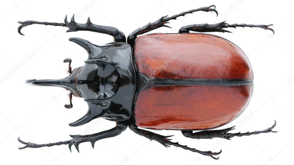 Insect collection of rhinoceros beetles specimen isolated on white background photoed by macro lens
