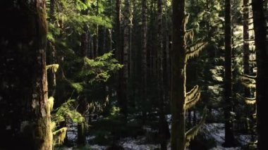 Ormandaki bir nehrin üst manzarası.