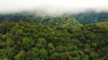 Bereketli, yeşil, yoğun Amazon yağmur ormanlarının sisli bir görüntüsü.