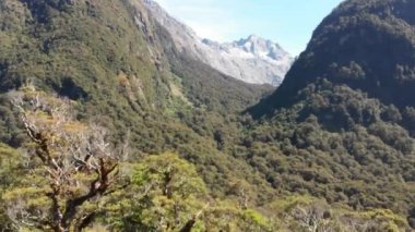 Fjordland dağlarının Yeni Zelanda 'daki orman ve vahşi yaşam manzarası