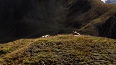 Avusturya, Ischgl 'deki bir tepenin üstünde gezinen inekler.