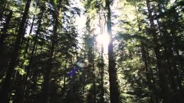 Yoğun ağaçları olan yeşil bir orman.