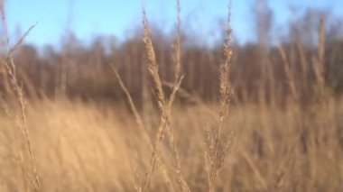 Sahada güzel bir sazlık manzarası