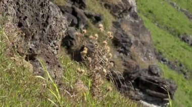 Diesteln benim Rano Kau Vulkan auf der Osterinsel bewegen sich im Wind in Slo Motion
