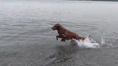 Sahilde suda oynayan bir golden retriever.