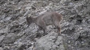 Kayalık tepelerde yürüyen bir dağ keçisinin manzarası