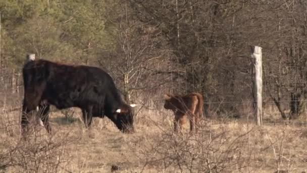 Krowę Matkę Jej Cielę Pasące Się Pastwisku — Wideo stockowe