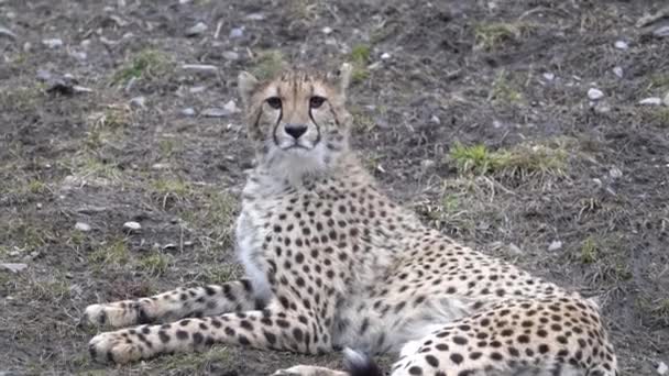豹的特写镜头一只豹躺在草地上的特写镜头 望着旁边 休息一下 — 图库视频影像