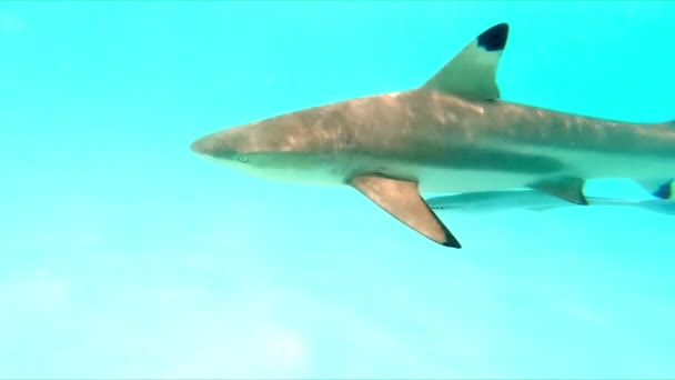 Unterwasseraufnahme Von Schwarzspitzen Riffhaien Moorea Sued Pazifik — Vídeos de Stock
