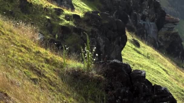 Pflenzen Rano Kau Vulkan Auf Der Osterinsel Bewegen Wind Zeitlupe — ストック動画