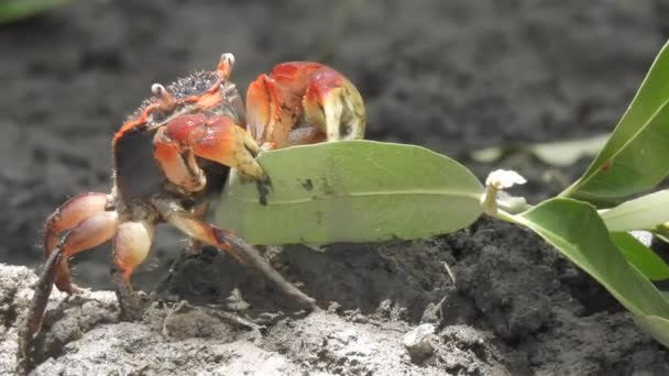 Gros Plan Crabe Mangeant Des Feuilles Mangrove Précipitant Vers Son — Video