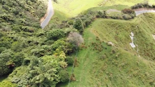Palmiers Jungle Montagnes Sur Autoroute Nouvelle Zélande — Video