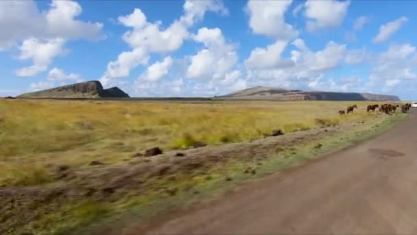 Fahrt Ueber Die Osterinsel Pferden Vorbei — Wideo stockowe