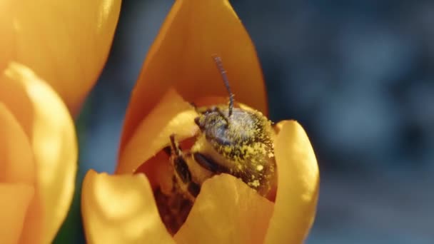 Uma Abelha Polinizando Uma Flor Vibrante — Vídeo de Stock