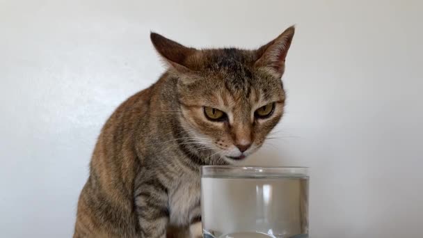 Zeitlupe Einer Katze Die Wasser Aus Einer Tasse Trinkt — Stockvideo